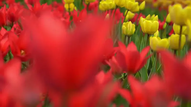 Video thumbnail for How to Grow Freesia Flowers