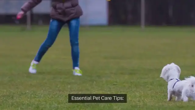 Video thumbnail for Essential Pet Care Tips