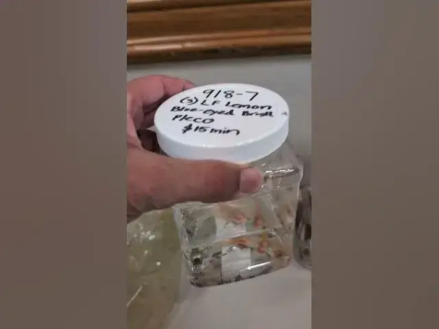 Video thumbnail for Finding Fish and Plants at the COAST Fish Club Auction! #fishclub #auction