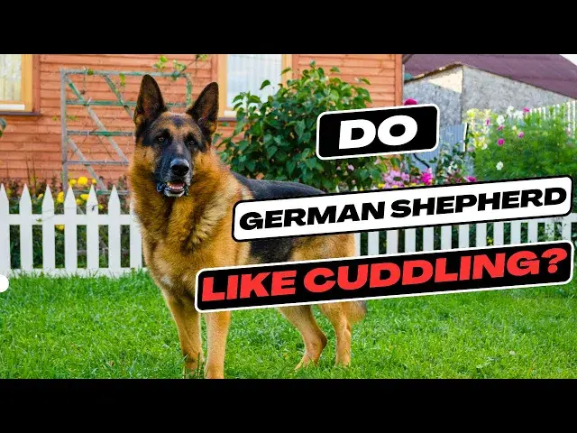 'Video thumbnail for Do German Shepherds Like To Cuddle?'
