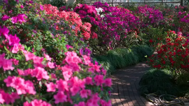 Video thumbnail for  Growing Azaleas in Alkaline Soil