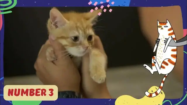 'Video thumbnail for Embark on a journey to understand and care for our beloved pets'