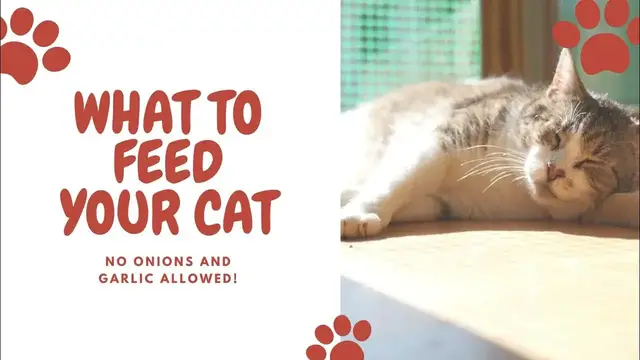 'Video thumbnail for Embark on a journey to understand and care for our beloved pets'
