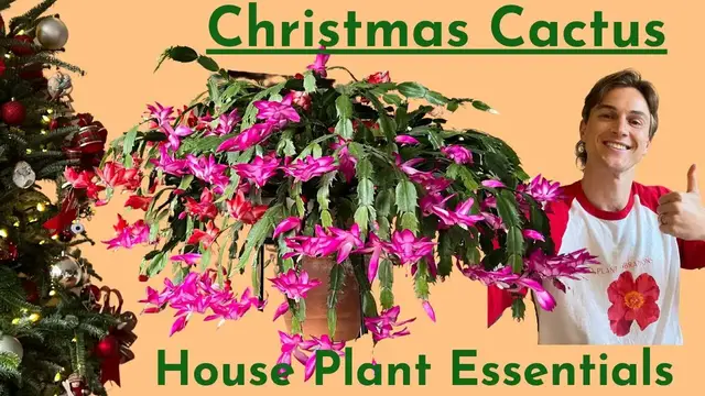 Video thumbnail for Christmas Cactus Plant Care & Flowering Tips - How to Grow Schlumbergera Successfully
