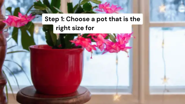 'Video thumbnail for How to grow a Christmas cactus plant 🎄'