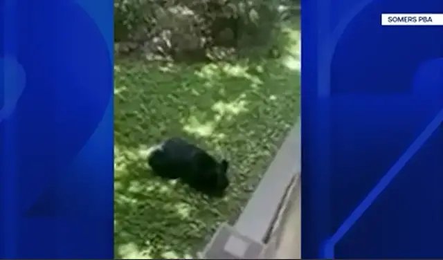 Video thumbnail for Bear spotted in Somers; no damage caused