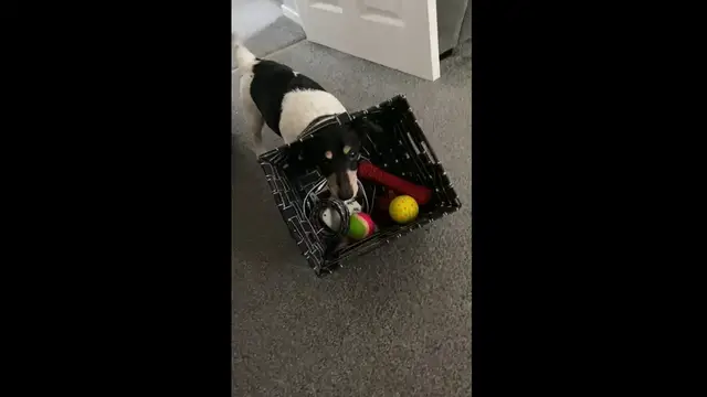 Video thumbnail for Archie’s Toy Basket Trouble