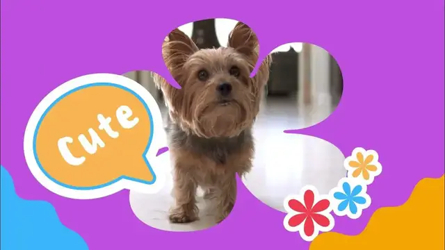 'Video thumbnail for Embark on a journey to understand and care for our beloved pets'