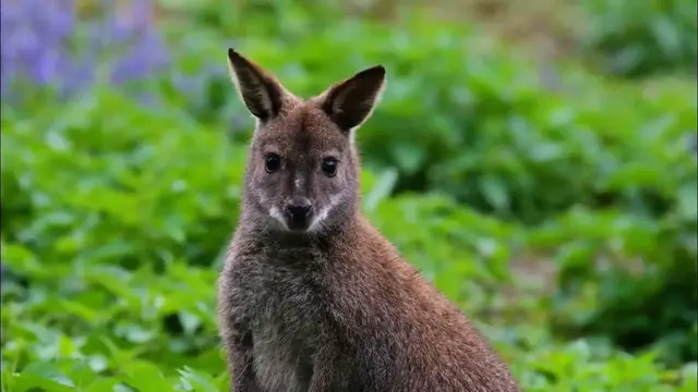 Video thumbnail for Kangaroo |royalty free