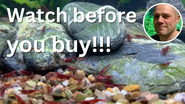 'Video thumbnail for 5 Essential Red Cherry Shrimp Buying Tips - WATCH THIS BEFORE YOU BUY YOUR NEXT SHRIMP!'