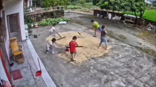 Video thumbnail for China: Chinese children save drying rice before rain.