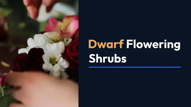 Video thumbnail for Dwarf Flowering Shrubs