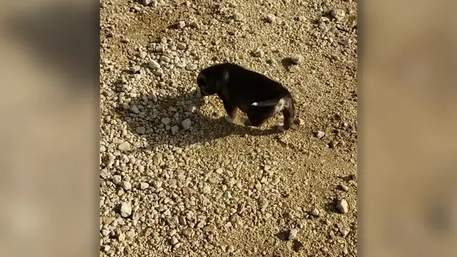 Video thumbnail for Soldier Reunited With Syrian Puppy Adopted After Deployment | Happily TV