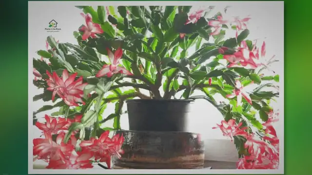'Video thumbnail for Christmas Cactus Care: A Guide to Growing a Healthy Plant'