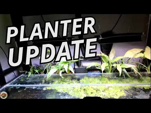 Video thumbnail for Planterbox in Aquarium Update: Peace Lily Thriving, Synogonium & Mondo Grass?