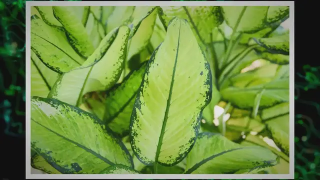 Video thumbnail for Chinese Evergreen Care Instructions: A Complete Guide