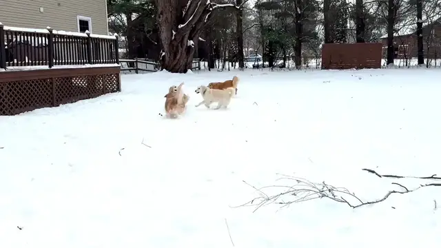 Video thumbnail for Golden Retriever has fun-filled snow day with cousins in New York