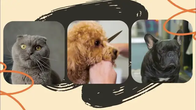 'Video thumbnail for Embark on a journey to understand and care for our beloved pets'