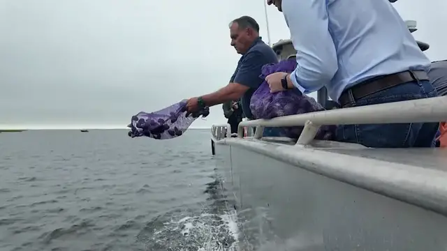 Video thumbnail for 25,000 clams seeded in Great South Bay to revive shellfish population