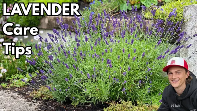 Video thumbnail for LAVENDER - How to Grow Bushy Plants with Lots of Flowers - Growing Instructions