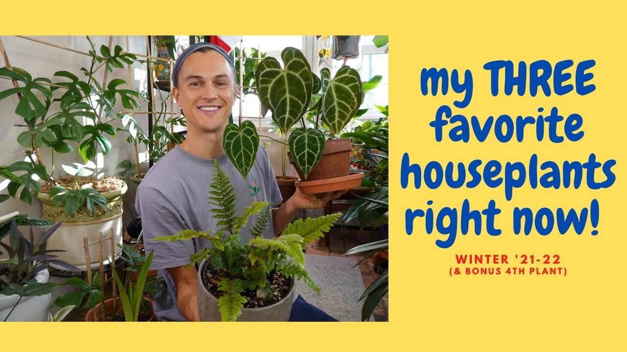 Video thumbnail for My THREE Favorite Houseplants RIGHT NOW #urbanjungle #houseplants #indoorgardening