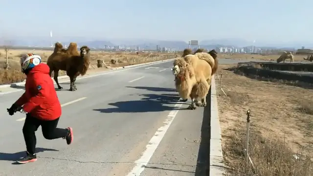 Video thumbnail for Motorcyclist Faces Unexpected Camel Roadblock in Inner Mongolia