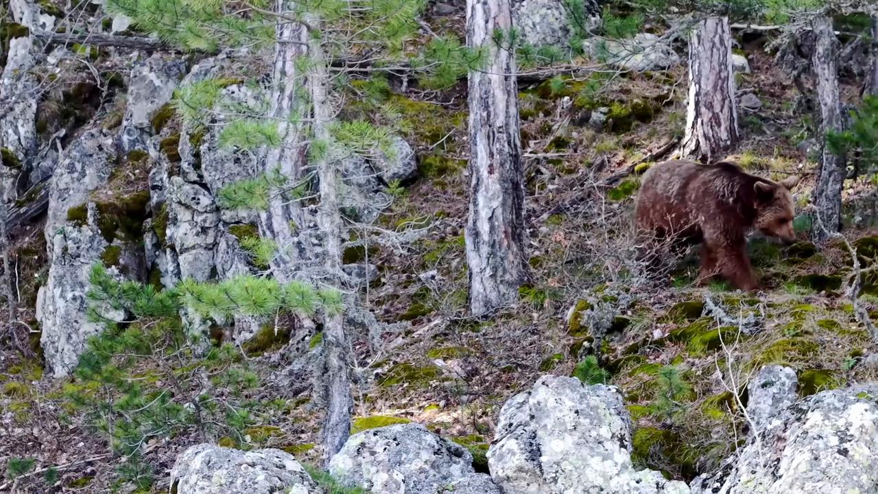 Video thumbnail for Türkiye: Brown bear roams Ankara’s highlands as spring awakens nature in Türkiye.