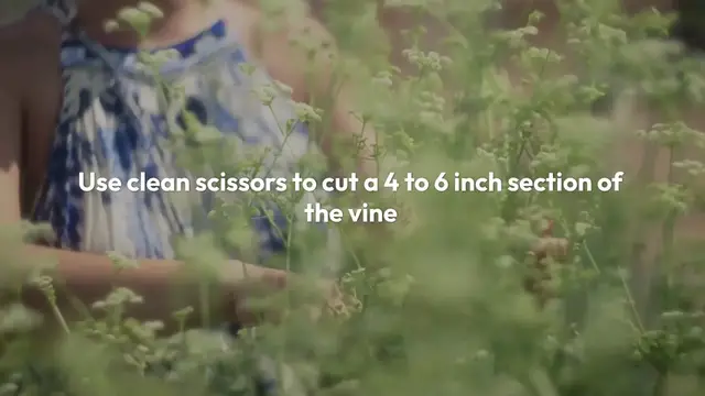 Video thumbnail for How To Grow Pothos From Cuttings