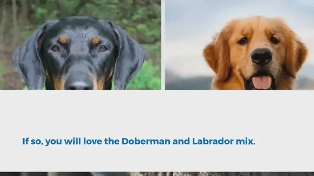 Video thumbnail for Doberdor: everything you should know about this mixed breed