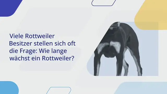 Video thumbnail for Wie lange wächst ein Rottweiler?