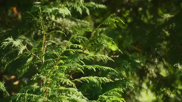 Video thumbnail for Growing Junipers in Pots