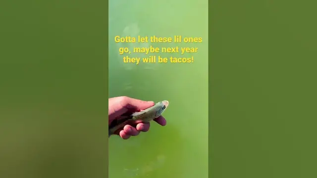 'Video thumbnail for A lot of small sandbass this weekend. 10”min here in Texas gotta put em back for next years TACOS!'