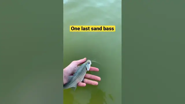 Video thumbnail for Another catch and release for a small sand bass! - we gotta find some big ones.