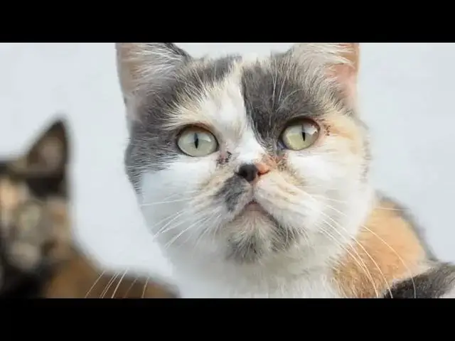 'Video thumbnail for How do cats find their way home from far distances?'