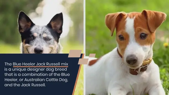 Video thumbnail for Blue Heeler and Jack Russell mix: everything about this breed