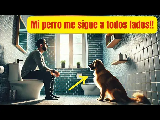 Video thumbnail for ¿Por qué tu perro te sigue al baño y se sienta contigo? La sorprendente verdad detrás de este hábito