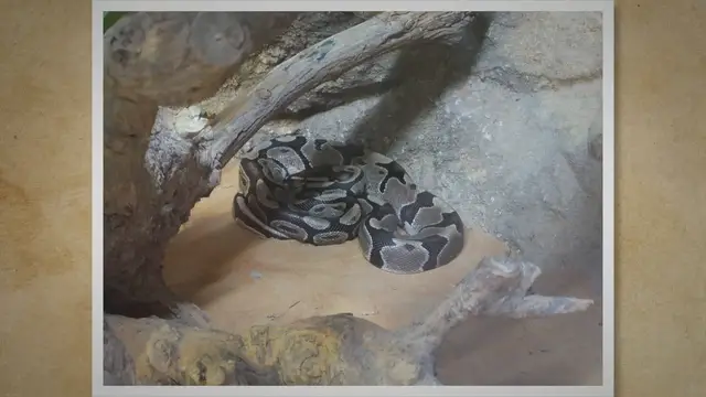 Video thumbnail for What Does a Burmese Python Eat? A Fascinating Glimpse into its Eating Habits