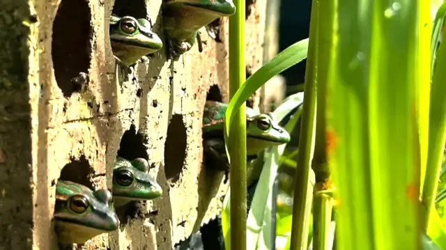 Video thumbnail for Scientists Build Brick Frog Sauna to Combat Fungal Infections