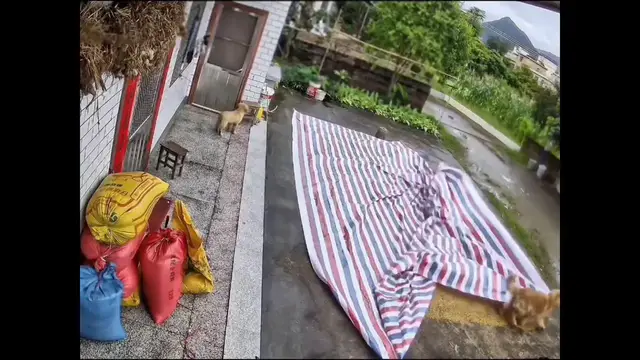 Video thumbnail for China: Chinese dog covers rice before rain arrives.