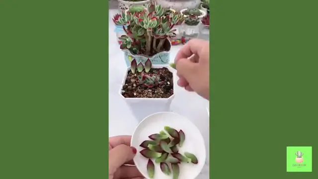 'Video thumbnail for The ABSOLUTE BEST Way to Grow Succulents Fast'