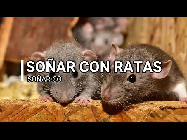 Video thumbnail for Qué significa Soñar con Ratas y Ratones 😴🐀