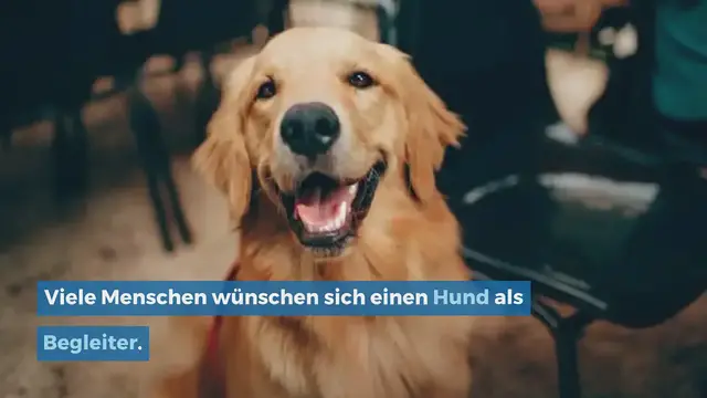 Video thumbnail for Das sind die 15 Freundlichsten Hunderassen (Mit Bildern)