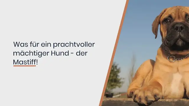 Video thumbnail for Mastiff im Rassenporträt (mit Bildern und Informationen)