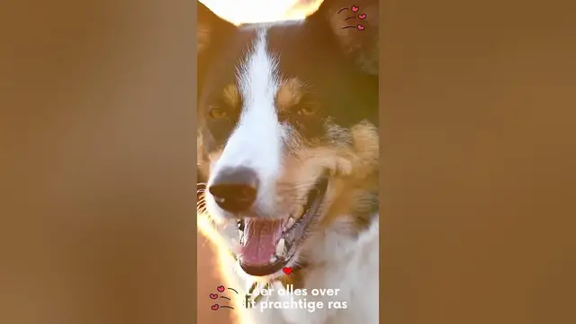 Video thumbnail for Leer alles over je favoriete huisdieren