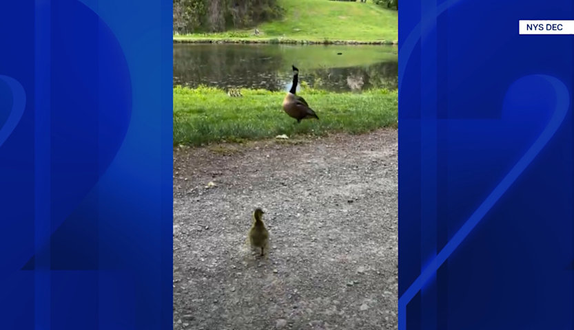 Video thumbnail for Lost gosling reunited with new family after schoolyard discovery