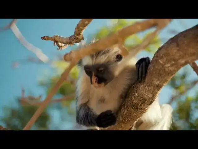 Video thumbnail for Cutest Wild Animals