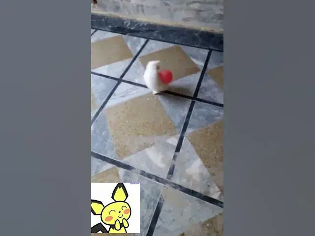 'Video thumbnail for Cat Playing with Baloon | #funny #funnycats #shorts #youtubeshorts'