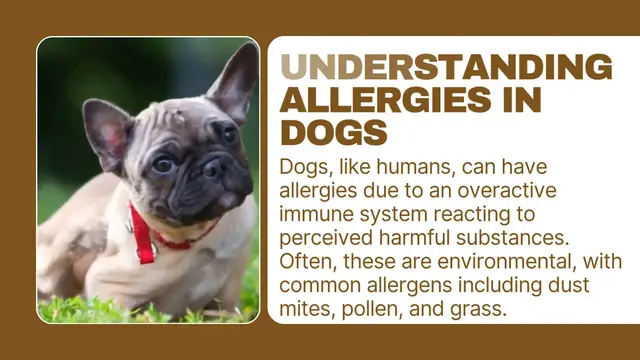 'Video thumbnail for Dogs and food allergies'