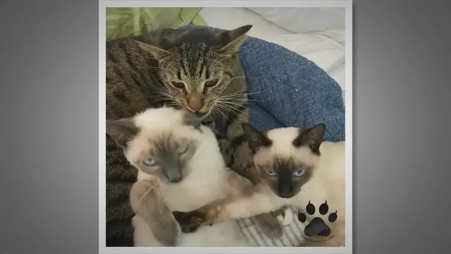 Video thumbnail for Why Do Siamese Cats Bite So Much?
