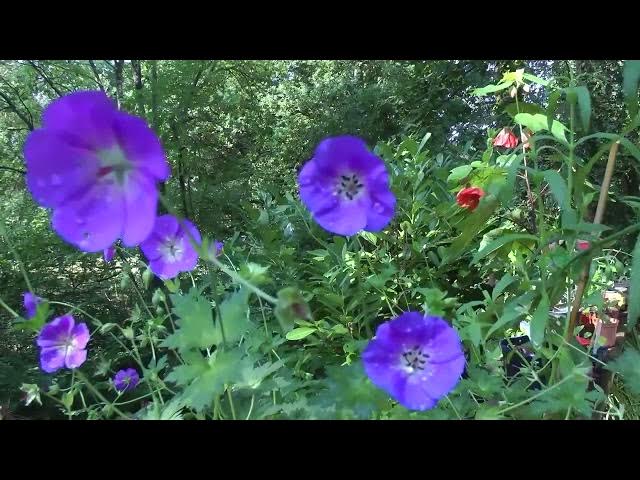 Video thumbnail for summer garden 2020